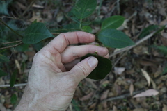 Vincetoxicum polyanthum