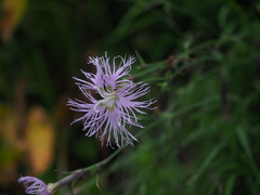 Dianthus superbus alpestris