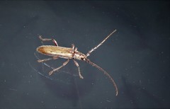 Eburida quadriguttata