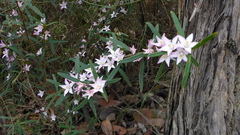 Crowea angustifolia