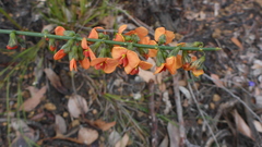 Sphaerolobium grandiflorum