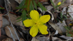 Hibbertia cunninghamii