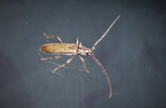 Eburida quadriguttata