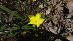 Hibbertia cunninghamii