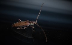 Eburida quadriguttata