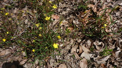 Hibbertia cunninghamii