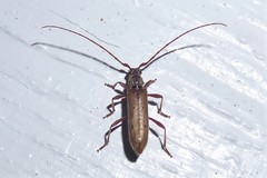 Eburida quadriguttata