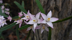 Crowea angustifolia