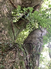 Rabbit's Foot Fern (Davallia trichomanoides)