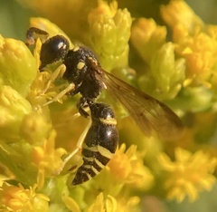 Ancistrocerus adiabatus