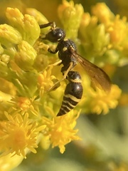 Ancistrocerus adiabatus