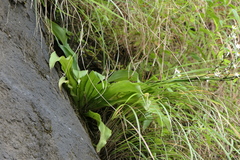 Chlorophytum glaucoides