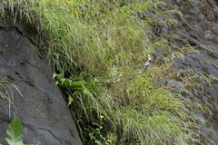 Chlorophytum glaucoides