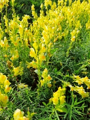Linaria