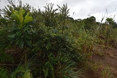 Metrosideros operculata