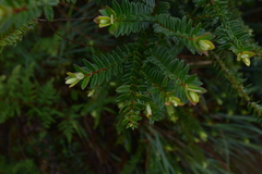 Metrosideros operculata