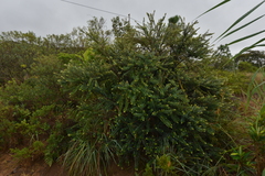 Metrosideros operculata