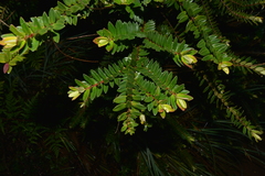 Metrosideros operculata