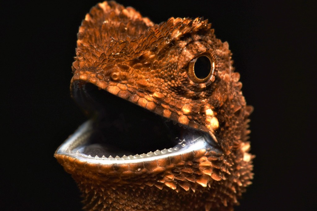 Blacklipped Eyebrow Lizard
