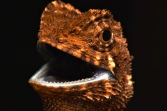 Blacklipped Eyebrow Lizard photo 1