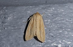 Ichneutica semivittata