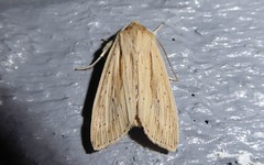 Ichneutica semivittata