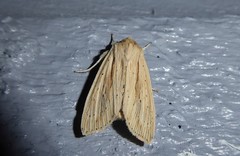 Ichneutica semivittata