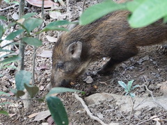 Sus scrofa moupinensis