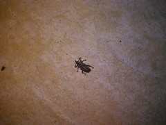 Rhabdoscelus lineaticollis