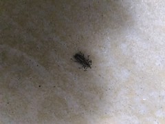 Rhabdoscelus lineaticollis