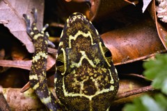 Cyrtodactylus consobrinus