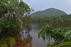 Flagellaria