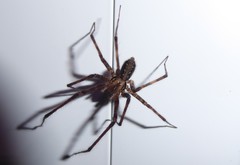 Nanocambridgea gracilipes