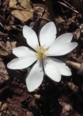 Sanguinaria canadensis