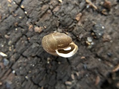 Cryptomastix germana