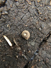 Cryptomastix germana