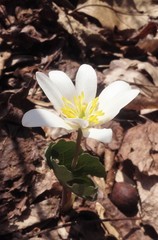 Sanguinaria canadensis