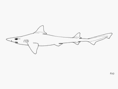 Longnose Houndshark photo 3