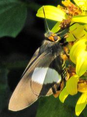 Coeliades forestan forestan