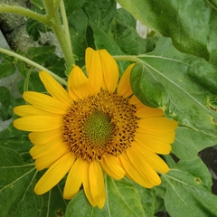 Helianthus annuus