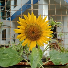 Helianthus annuus