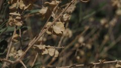 Atriplex canescens canescens