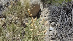 Atriplex canescens canescens