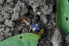 Pheropsophus jessoensis