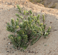 Corispermum marschallii