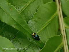 Endelus cupido