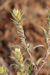 Corispermum marschallii