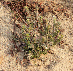 Corispermum marschallii