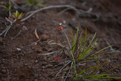 Drosera neocaledonica
