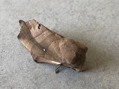 Lebeda nobilis